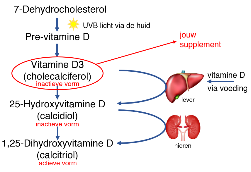 Overzicht productie vitamine D in het lichaam.